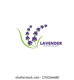 lavender flower vector illustration design template