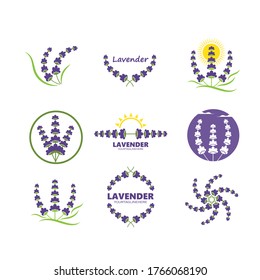 lavender flower vector illustration design template