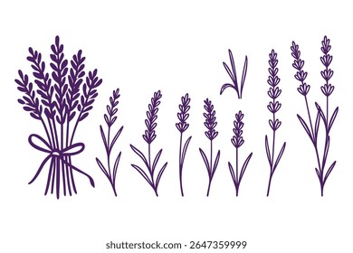 Lavender Flower Vector Illustration Set for Aromatherapy and Herbal Designs