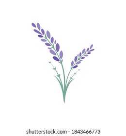 lavender flower vector illustration template