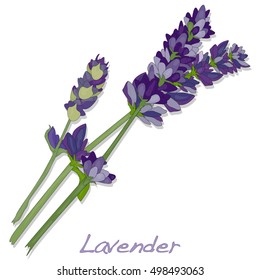 Lavender flower vector isolated.