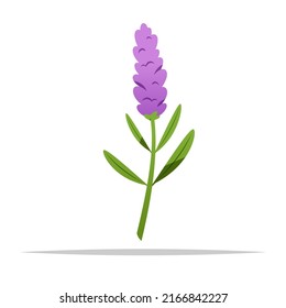Lavender flower vector isolated illustration