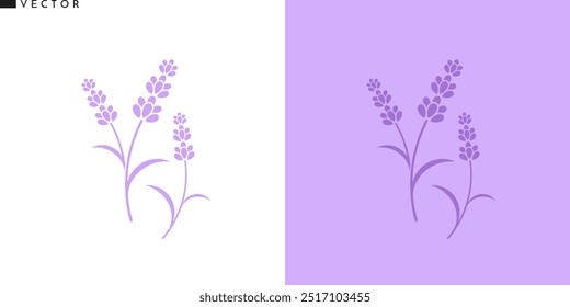 Lavender flower vector. Isolated lavender on white background. Purple flower illustration