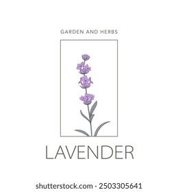 Lavender flower vector logo. Floral design label