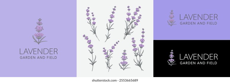 Conjunto de logotipo de vetor de flor de lavanda . Rótulo de design floral