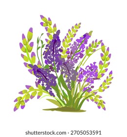 Vetor de flor de lavanda sobre fundo branco.
