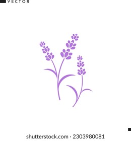 Lavender flower vector. Purple flower. Isolated lavender flower on white background