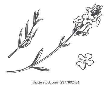 Lavender flower. Vector sketch, ink drawing, imitation engraving. Wildflower for wrapper, frame or border design. Logo in Provence style.