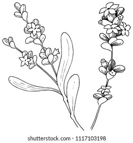 Lavender  flower in a vector style isolated. Full name of the plant: lavender. Vector flower for background, texture, wrapper pattern, frame or border.