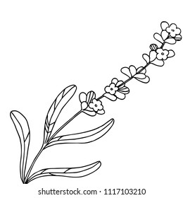 Lavender  flower in a vector style isolated. Full name of the plant: lavender. Vector flower for background, texture, wrapper pattern, frame or border.