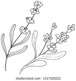 Flor de lavanda aislada en forma de vector. Nombre completo de la planta: lavanda. Flor vectorial para fondo, textura, patrón envolvente, marco o borde.