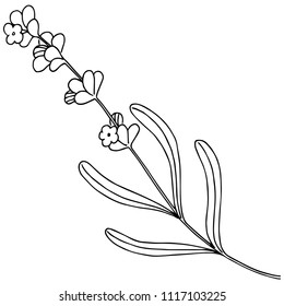 Lavender  flower in a vector style isolated. Full name of the plant: lavender. Vector flower for background, texture, wrapper pattern, frame or border.