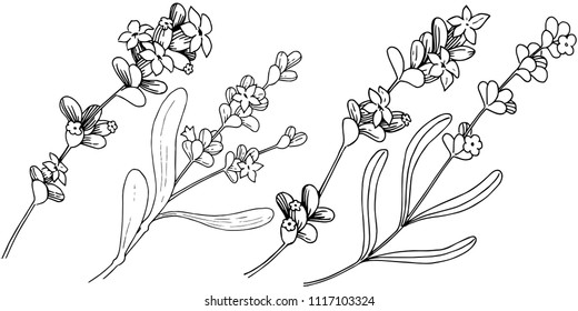 Lavender  flower in a vector style isolated. Full name of the plant: lavender. Vector flower for background, texture, wrapper pattern, frame or border.