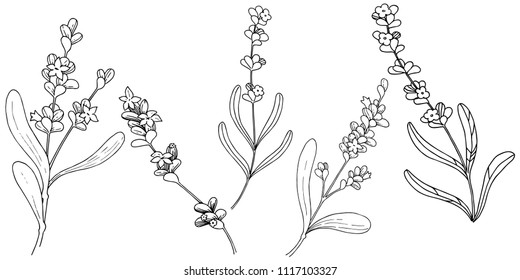 Lavender  flower in a vector style isolated. Full name of the plant: lavender. Vector flower for background, texture, wrapper pattern, frame or border.