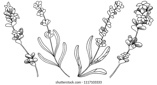 Flor de lavanda aislada en forma de vector. Nombre completo de la planta: lavanda. Flor vectorial para fondo, textura, patrón envolvente, marco o borde.