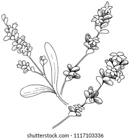 Flor de lavanda aislada en forma de vector. Nombre completo de la planta: lavanda. Flor vectorial para fondo, textura, patrón envolvente, marco o borde.
