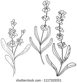 Flor de lavanda aislada en forma de vector. Nombre completo de la planta: lavanda. Flor vectorial para fondo, textura, patrón envolvente, marco o borde.