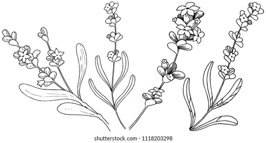 Lavender  flower in a vector style isolated. Full name of the plant: lavender. Vector flower for background, texture, wrapper pattern, frame or border.