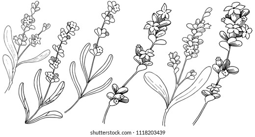 Lavender  flower in a vector style isolated. Full name of the plant: lavender. Vector flower for background, texture, wrapper pattern, frame or border.