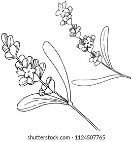 Lavender flower in a vector style isolated. Full name of the plant: lavender. Vector flower for background, texture, wrapper pattern, frame or border.