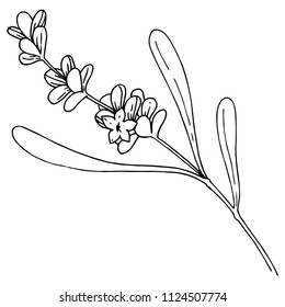 Lavender flower in a vector style isolated. Full name of the plant: lavender. Vector flower for background, texture, wrapper pattern, frame or border.