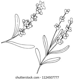 Lavender flower in a vector style isolated. Full name of the plant: lavender. Vector flower for background, texture, wrapper pattern, frame or border.