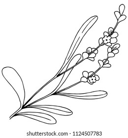 Lavender flower in a vector style isolated. Full name of the plant: lavender. Vector flower for background, texture, wrapper pattern, frame or border.