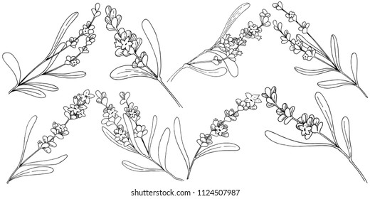 Lavender flower in a vector style isolated. Full name of the plant: lavender. Vector flower for background, texture, wrapper pattern, frame or border.