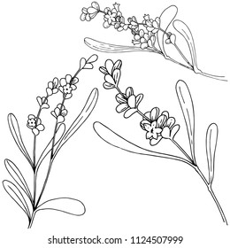 Lavender flower in a vector style isolated. Full name of the plant: lavender. Vector flower for background, texture, wrapper pattern, frame or border.