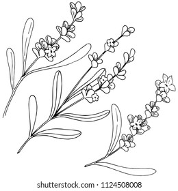Lavender flower in a vector style isolated. Full name of the plant: lavender. Vector flower for background, texture, wrapper pattern, frame or border.