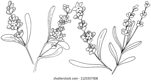 Lavender flower in a vector style isolated. Full name of the plant: lavender. Vector flower for background, texture, wrapper pattern, frame or border.
