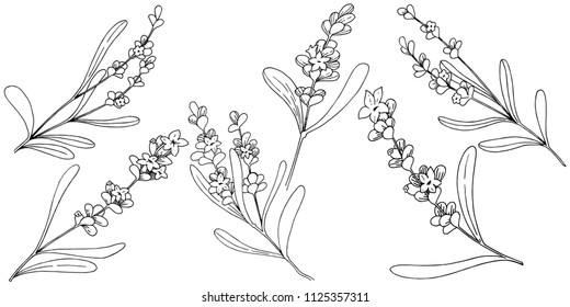 Lavender flower in a vector style isolated. Full name of the plant: lavender. Vector flower for background, texture, wrapper pattern, frame or border.