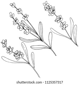 Lavender flower in a vector style isolated. Full name of the plant: lavender. Vector flower for background, texture, wrapper pattern, frame or border.