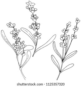 Lavender flower in a vector style isolated. Full name of the plant: lavender. Vector flower for background, texture, wrapper pattern, frame or border.