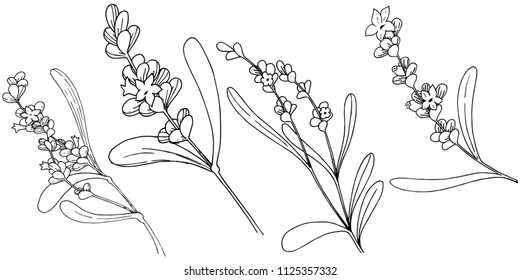 Lavender flower in a vector style isolated. Full name of the plant: lavender. Vector flower for background, texture, wrapper pattern, frame or border.