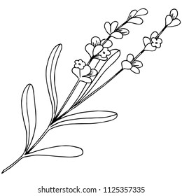 Lavender flower in a vector style isolated. Full name of the plant: lavender. Vector flower for background, texture, wrapper pattern, frame or border.
