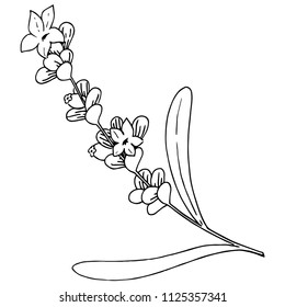 Lavender flower in a vector style isolated. Full name of the plant: lavender. Vector flower for background, texture, wrapper pattern, frame or border.
