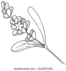 Lavender flower in a vector style isolated. Full name of the plant: lavender. Vector flower for background, texture, wrapper pattern, frame or border.
