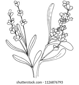 Lavender flower in a vector style isolated. Full name of the plant: lavender. Vector flower for background, texture, wrapper pattern, frame or border.
