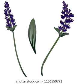 Flor de lavanda aislada en forma de vector. Nombre completo de la planta: lavanda. Flor vectorial para fondo, textura, patrón envolvente, marco o borde.