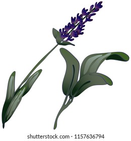 Lavender flower in a vector style isolated. Full name of the plant: lavender. Vector flower for background, texture, wrapper pattern, frame or border.