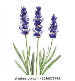 lavender flower watercolor clipart illustration