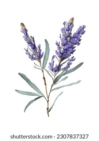 Illustration zur Farbzeichnung der Lavendel mit floralem Wasser einzeln auf weißem Hintergrund.violettes violettes, grünes Vektordekorationselement.Print, Karte, Muster, Rahmen, Hochzeit, Aufkleber Design.Decor.DIY.