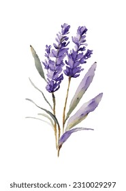 Flor de lavanda acuarela ilustración de dibujos a mano aislada en fondo blanco.elemento de decoración de flores verde violeta provenzal.Imprimir,tarjeta,patrón,marco,boda,diseño de pegatinas.Decoración.Logo