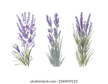 Flor de lavanda acuarela ilustración de dibujos a mano aislada en fondo blanco.elemento de decoración de flores verde violeta provenzal.Imprimir,tarjeta,patrón,marco,boda,diseño de pegatinas.Decoración.Logo