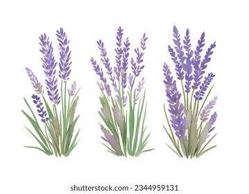 Flor de lavanda acuarela ilustración de dibujos a mano aislada en fondo blanco.elemento de decoración de flores verde violeta provenzal.Imprimir,tarjeta,patrón,marco,boda,diseño de pegatinas.Decoración.Logo