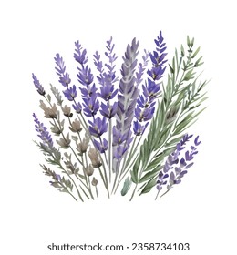 Flor de lavanda acuarela ilustración de dibujos a mano aislada en fondo blanco.elemento de decoración de flores verde violeta provenzal.Imprimir,tarjeta,patrón,marco,boda,diseño de pegatinas.Decoración.Logo