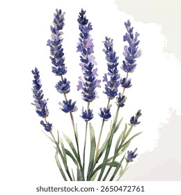 Lavender flower
 watercolor illustration, single, isolated on a white background

