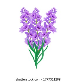 Lavender flower with white background. Illustration vector