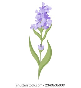 Flor de lavanda para tu diseño. Ilustración vectorial aislada en fondo blanco.